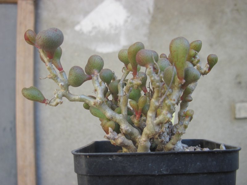 Tylecodon shaeferianus  