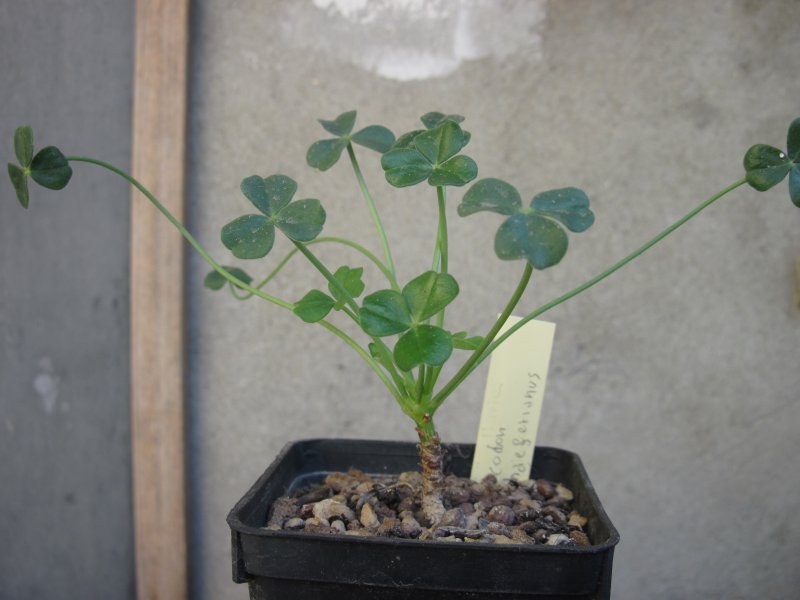 Oxalis carnosa  