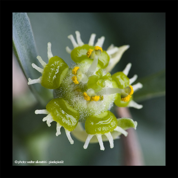 Euphorbia schoenlandii 