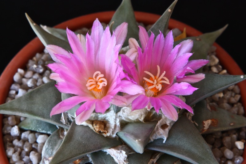 Ariocarpus confusus 