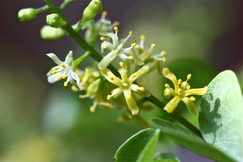 Dioscorea elephantipes 