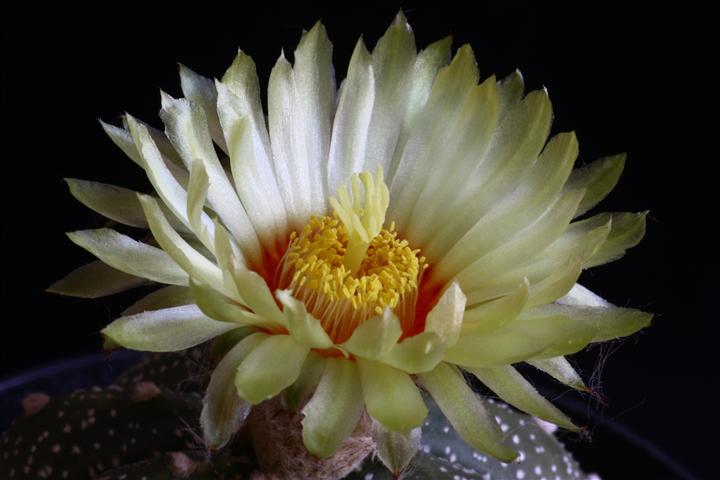 Astrophytum asterias 