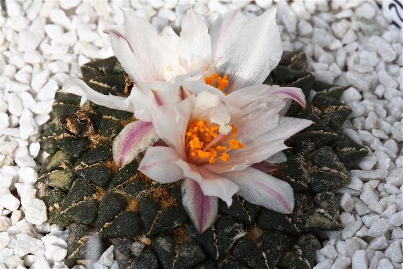 Ariocarpus kotschoubeyanus v. albiflorus 