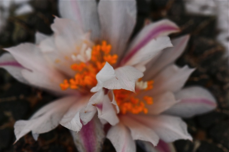 Ariocarpus kotschoubeyanus v. albiflorus 