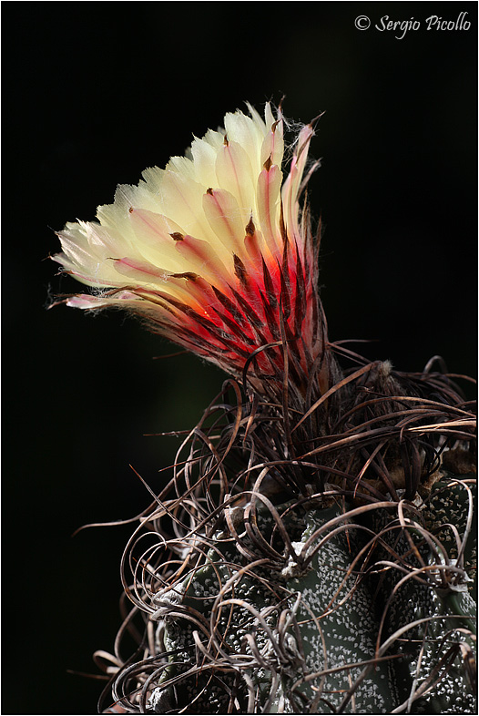 Astrophytum capricorne 