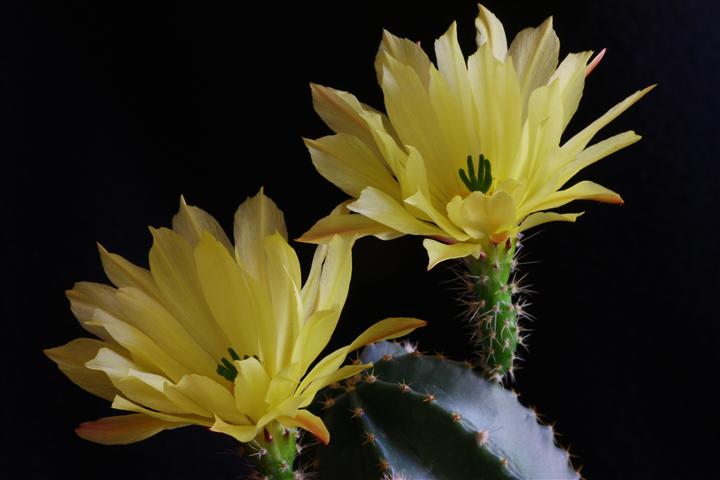 Echinocereus subinermis 