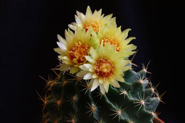 hamatocactus setispinus v. brevispinus