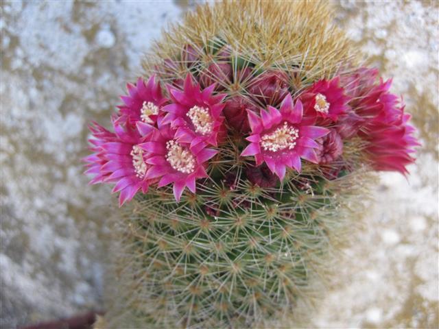 Mammillaria spinosissima 