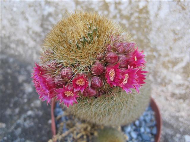 Mammillaria spinosissima 