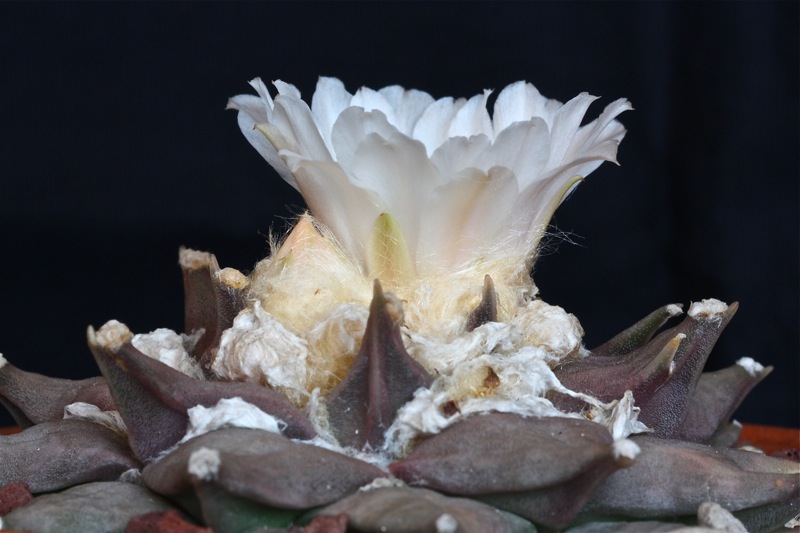 Ariocarpus retusus v. furfuraceus 