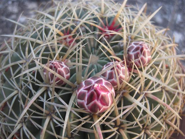 Ferocactus macrodiscus 