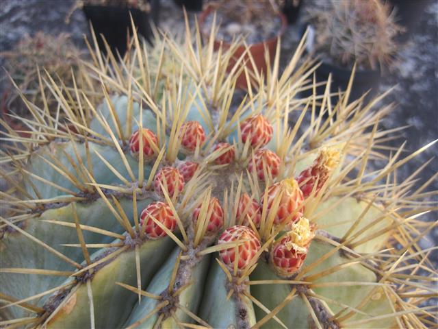 Ferocactus glaucescens 