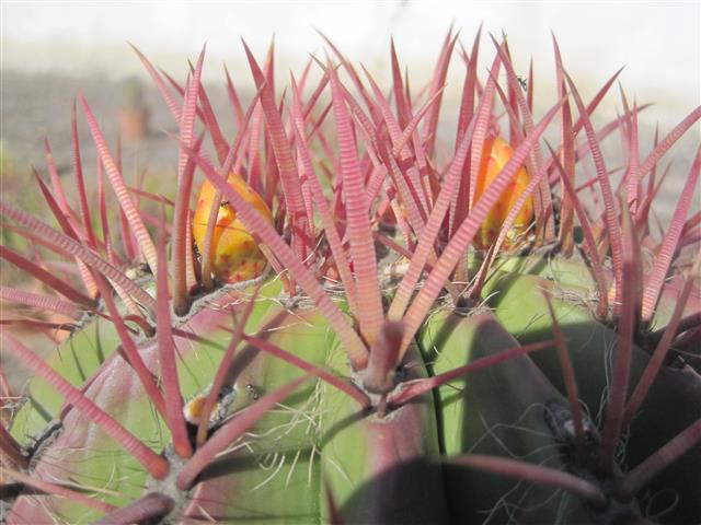 Ferocactus stainesii 