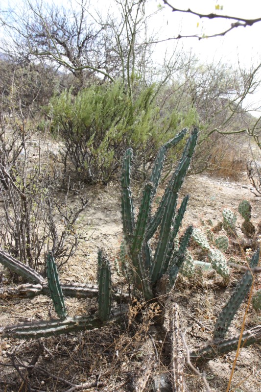 cereus aethiops