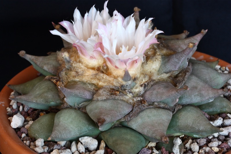 Ariocarpus retusus 