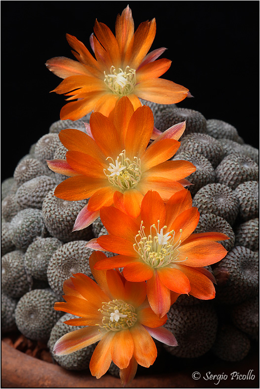 Rebutia heliosa 