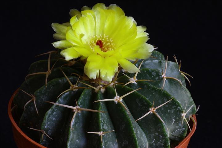 Wigginsia macroacantha 