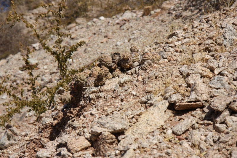 Tephrocactus articulatus v. inermis 