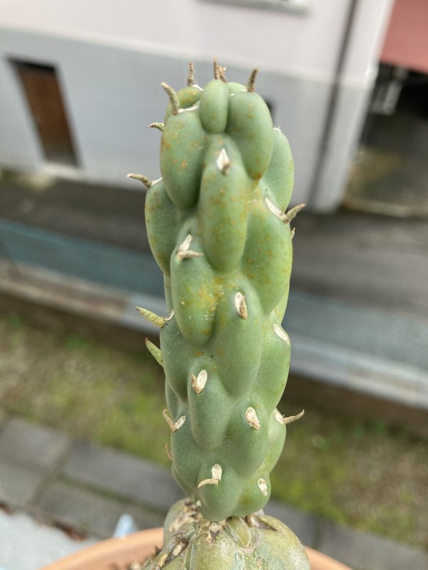 Opuntia fulgida 