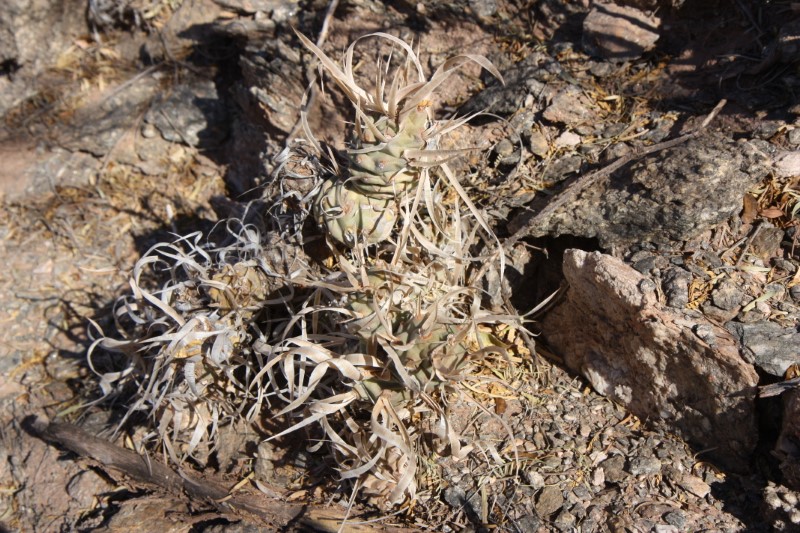 Tephrocactus articulatus v. papyracanthus 