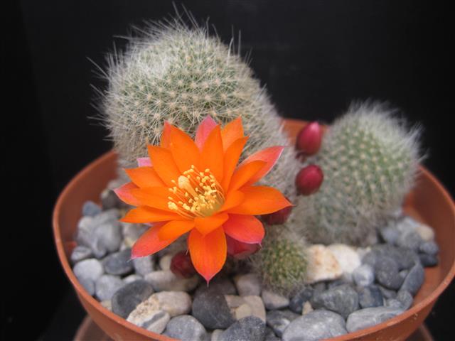 Rebutia hoffmannii 