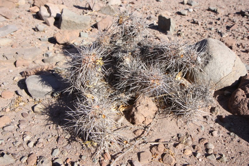 Tephrocactus alexanderi 