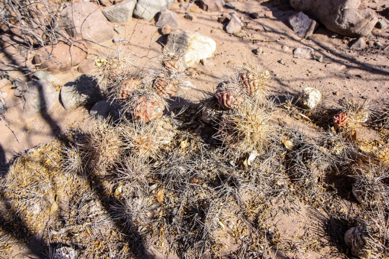 Tephrocactus alexanderi 