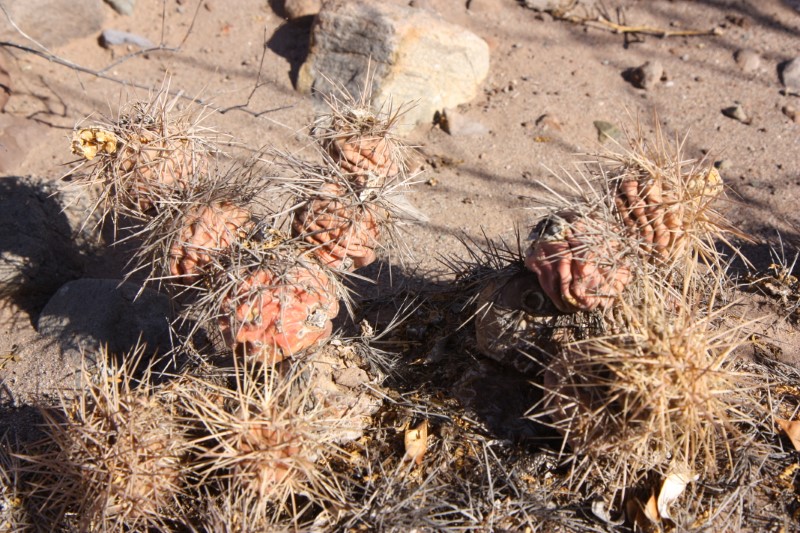 Tephrocactus alexanderi 