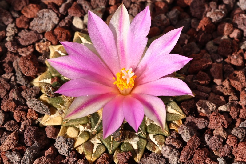 Ariocarpus kotschoubeyanus 