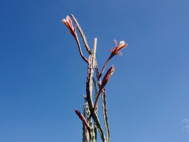 Monvillea spegazzinii 