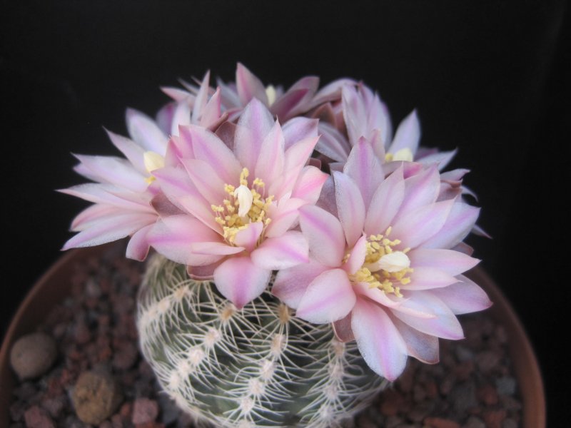 Gymnocalycium bruchii 