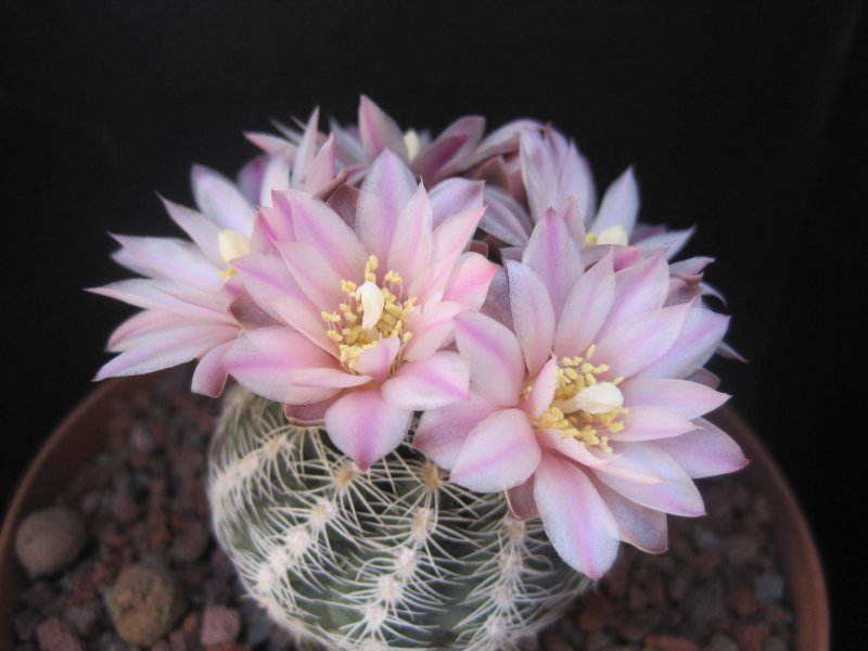 Gymnocalycium bruchii 