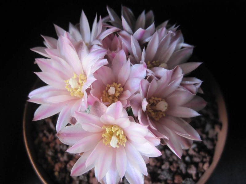 Gymnocalycium bruchii 