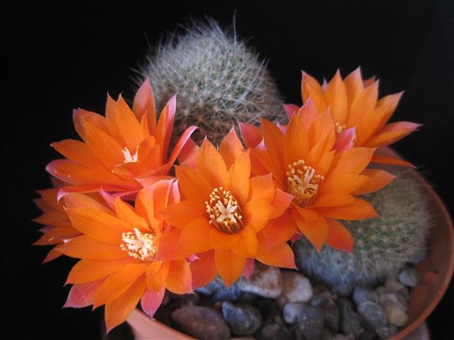 Rebutia hoffmannii 