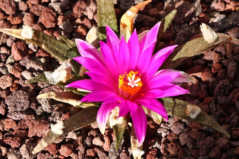 Ariocarpus agavoides 