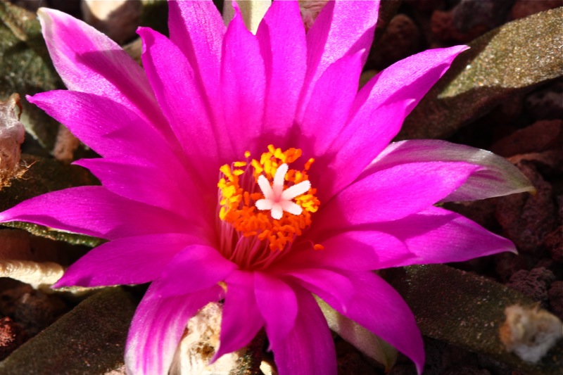 Ariocarpus agavoides 