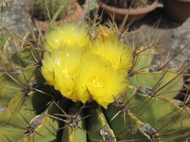 Ferocactus echidne 