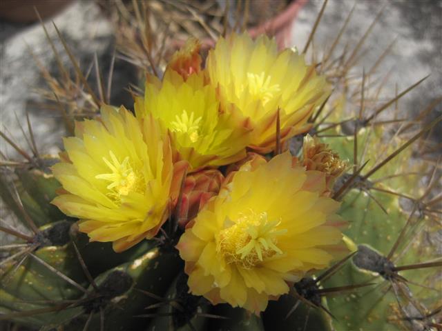 Ferocactus echidne 