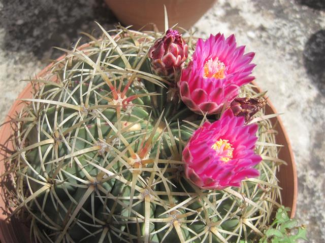 Ferocactus macrodiscus 