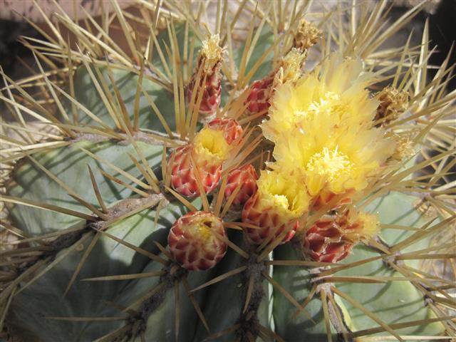 Ferocactus glaucescens 