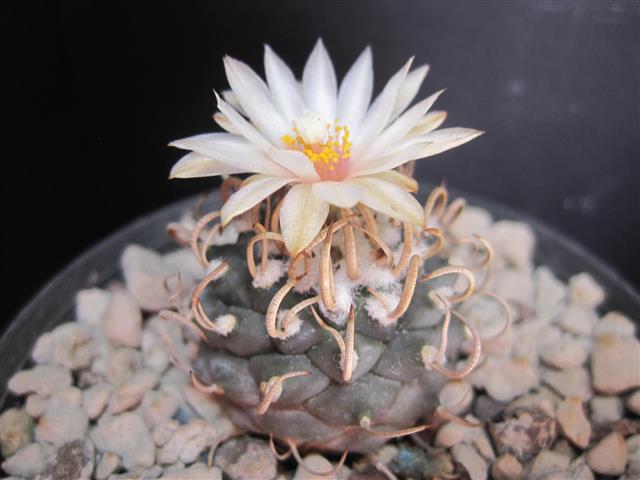 turbinicarpus hoferi