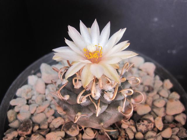 Turbinicarpus hoferi 