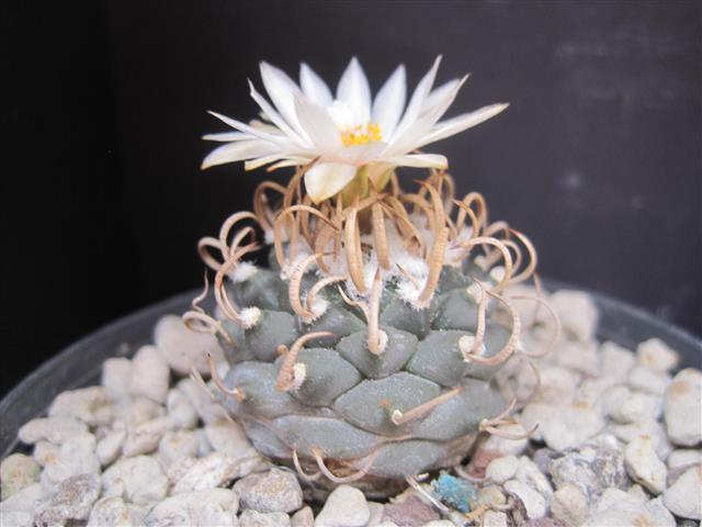 Turbinicarpus hoferi 