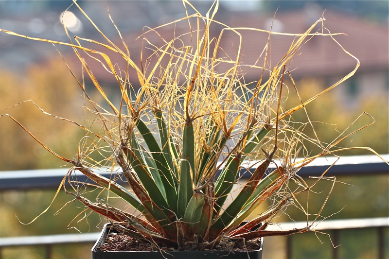 Leuchtenbergia principis 