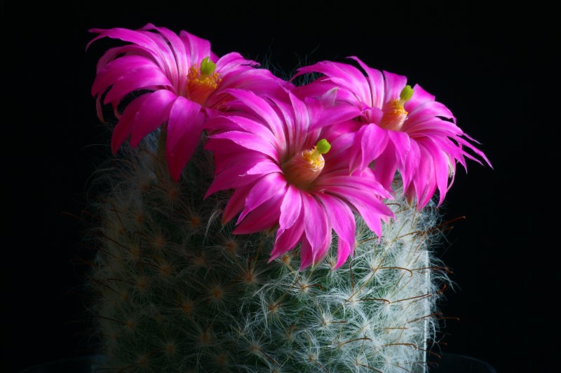 Mammillaria guelzowiana 