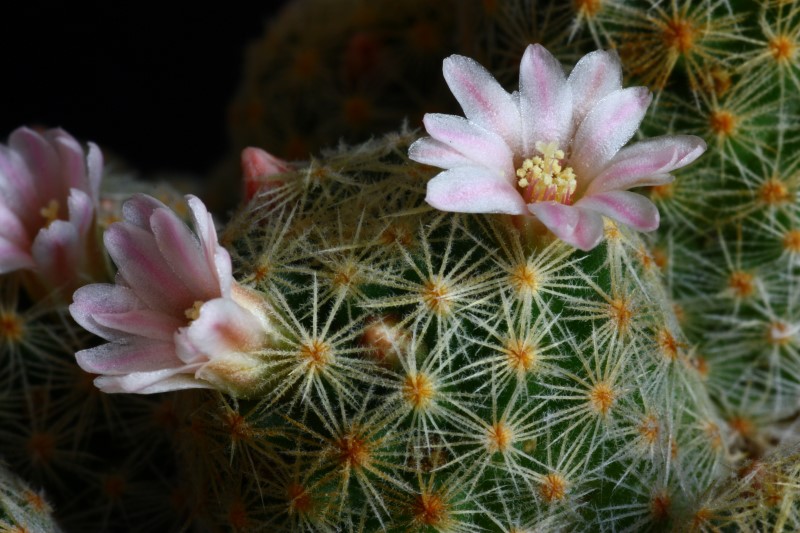 Mammillaria schiedeana ssp. giselae 