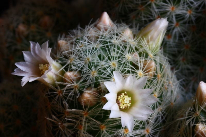 Mammillaria schiedeana ssp. giselae 