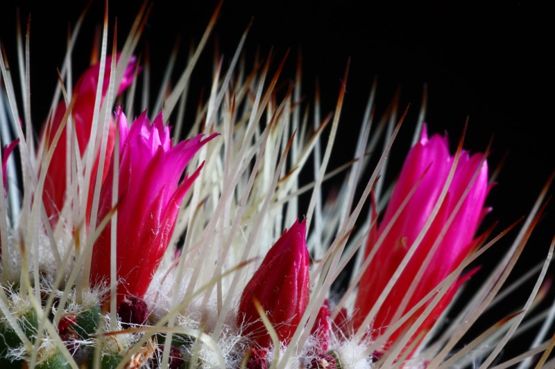 Mammillaria polythele cv. un pico 