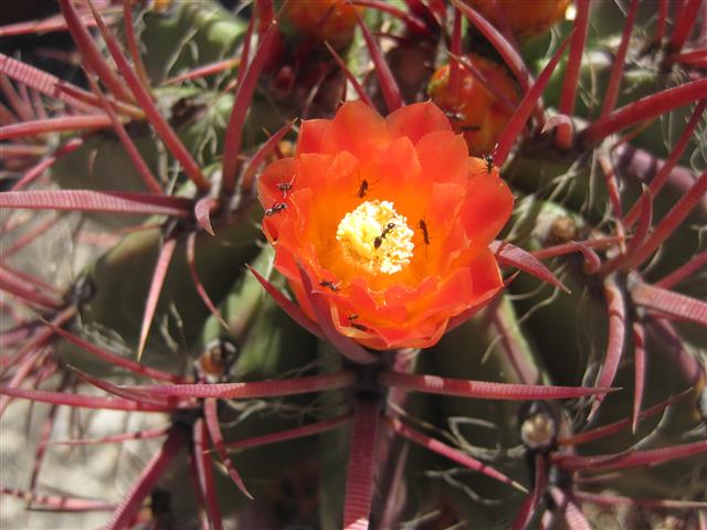 Ferocactus stainesii 