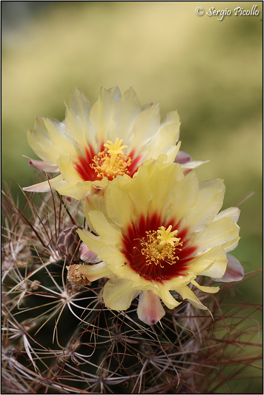 Thelocactus setispinus 